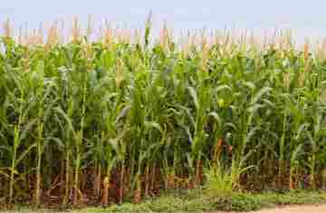  Exportações paranaenses de milho crescem 179% e receitas triplicam em 2025